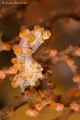   My first pygmy seahorse. would have loved himher looking toward camera but Im just happy heshe focus didnt cut off any body parts. These critters are much tinier harder see expected. seahorse him/her him her he/she he she parts expected  